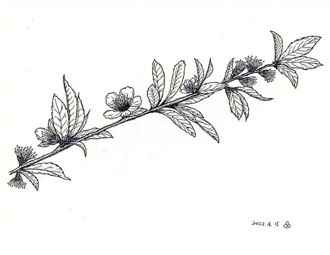 手绘临摹11桃花