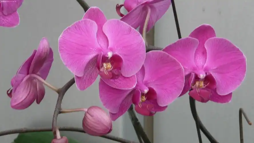 办公室的蝴蝶兰开花了