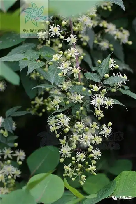 风藤草,祛风湿,止痛,能治风湿性筋骨痛,肢体麻木