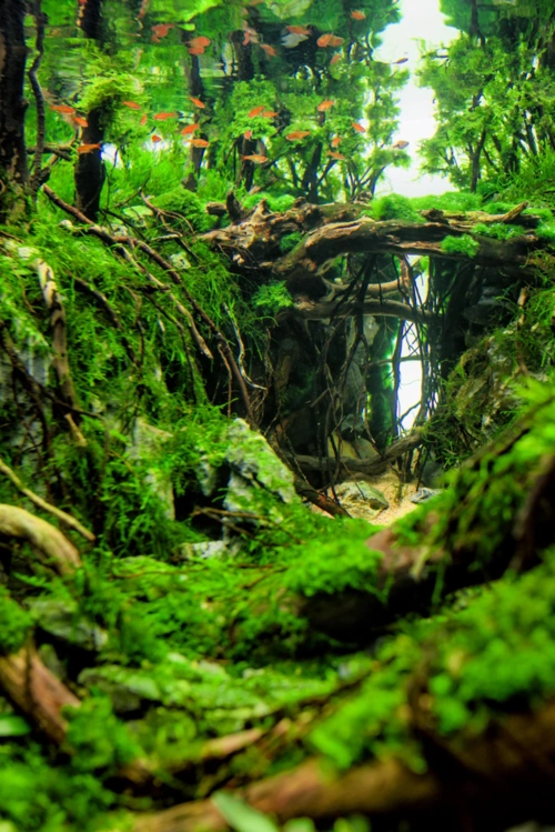 造景之路:水草造景(120cm)-121