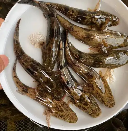 虎鱼多少钱一斤(笋壳鱼) - 价格百科