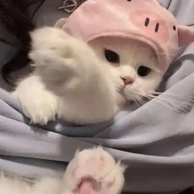 高清超萌可爱的猫图片头像_动物头像_美头网