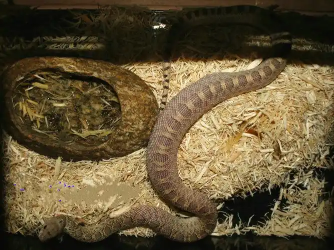 p>白尾双足蜥,双足蜥科双足蜥属物种,形似蚯蚓,通身被以覆瓦状排列的