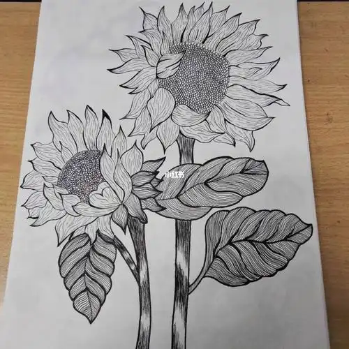 向日葵黑白线描画