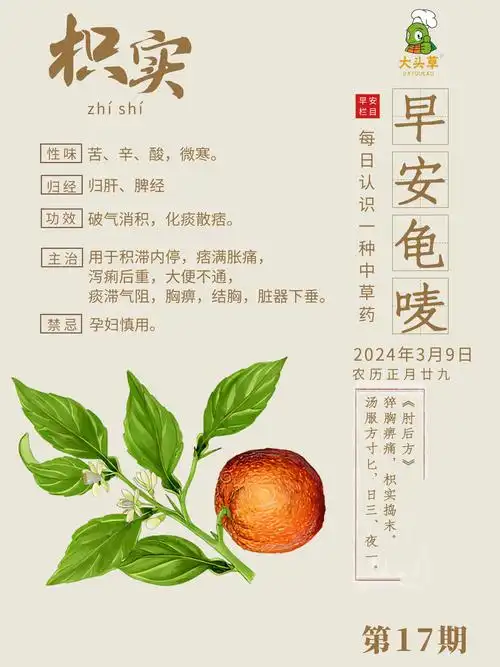 【早安龟唛】第17期 枳实_胸痹_汤服_功效