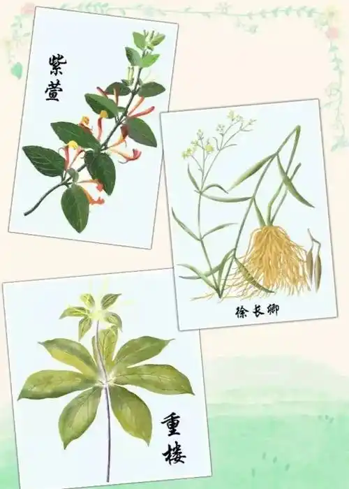 徐长卿,重楼,紫萱最"纠结"cp半夏:又名地文.