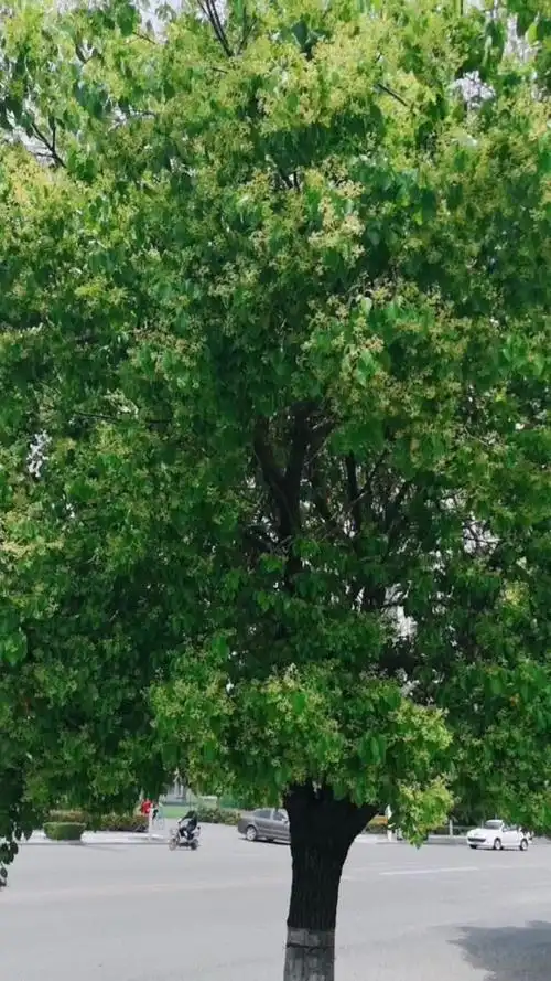 集团栽种的香樟树开花了