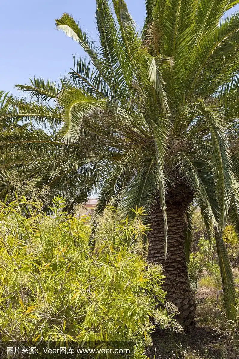 棕榈树,canary island date palm,家庭,开花植物,动物