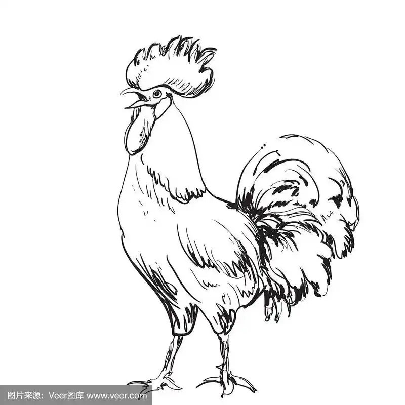 农历新年贺卡设计鸡素描