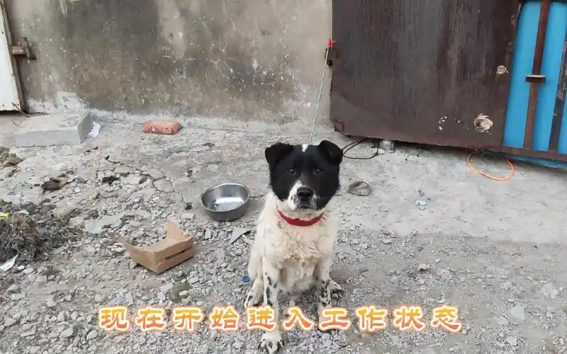 花了800元救下的大花狗不仅聪明还非常忠诚作为回报给我看门