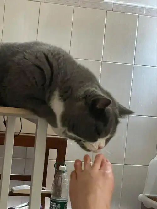 臭猫闻臭脚