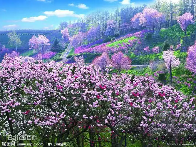 我们常常用"杏林春满","誉满杏林"这些词语来称颂医道非凡,医德高尚的