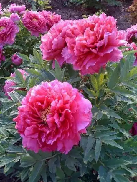 顶级绝美牡丹花,惊艳迷人!