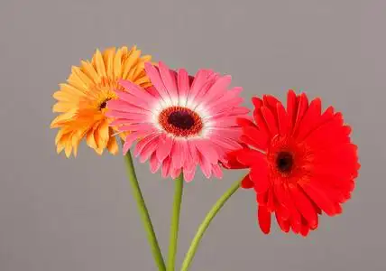 组合格柏花图片