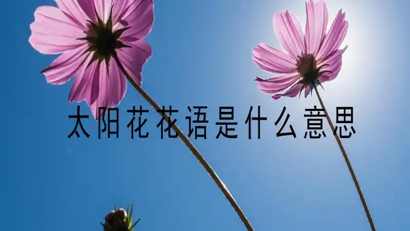 太阳花花语是什么
