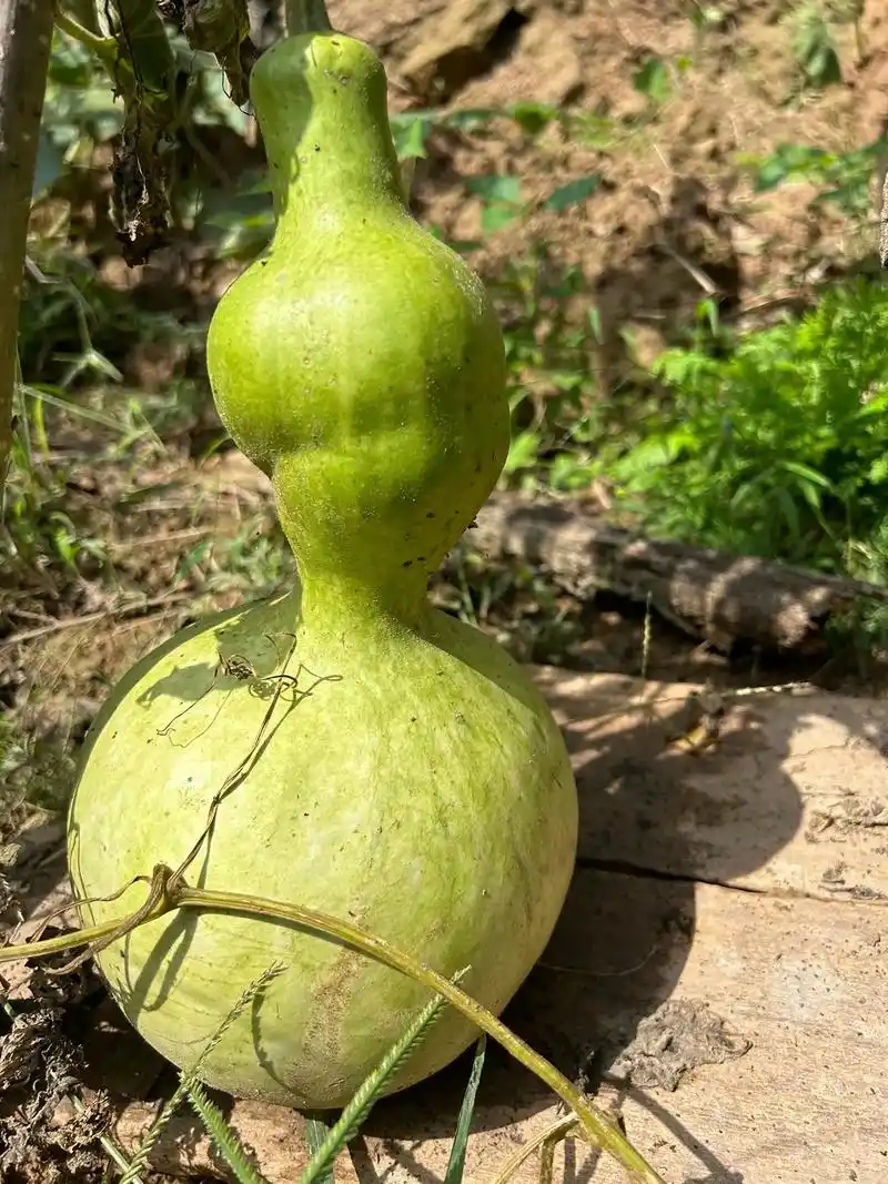 看葫芦娃兄弟们挂满藤蔓#葫芦福禄 #一把葫芦的魅力  - 抖音