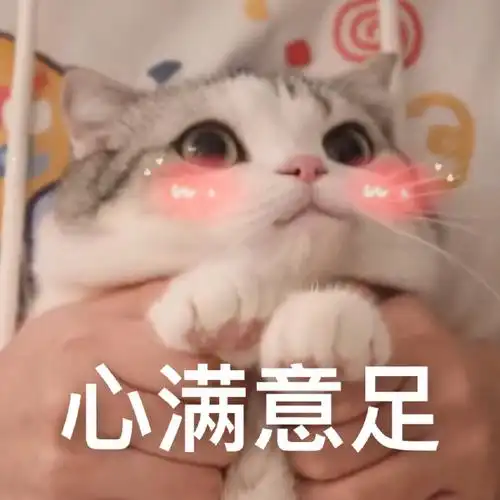 萌宠gif喵星人gif心满意足gif开心gif搞怪gif逗gif