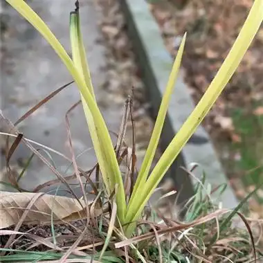 蕙兰龙根朱金黄变异草 - 中国兰花交易网