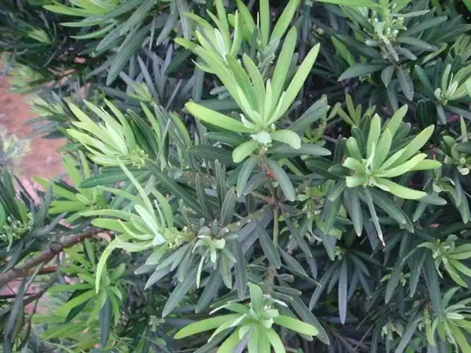 这种罗汉松叫什么名,树苗值多少钱野生