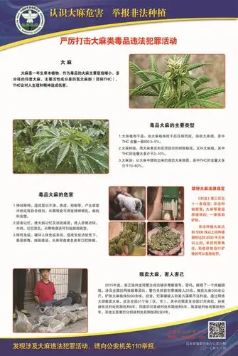 认识大麻危害毒品识别之2(点击查看大图)1有毒必肃,贩毒必惩,种毒必究