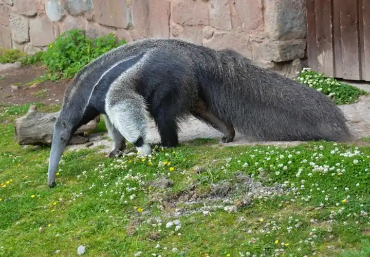 p>食蚁兽科(学名:myrmecophagidae):哺乳纲,披毛目的一科.