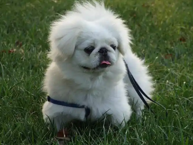 小京巴狗多少钱一只(京巴犬) - 价格百科