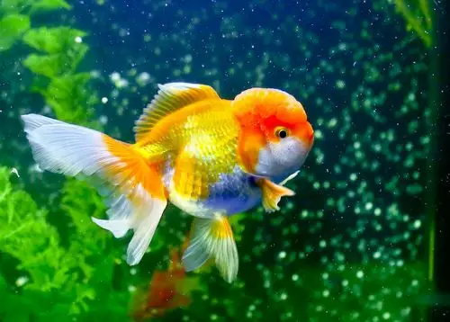 你一定没见过这么漂亮的金鱼.你见过有表情的金鱼吗?