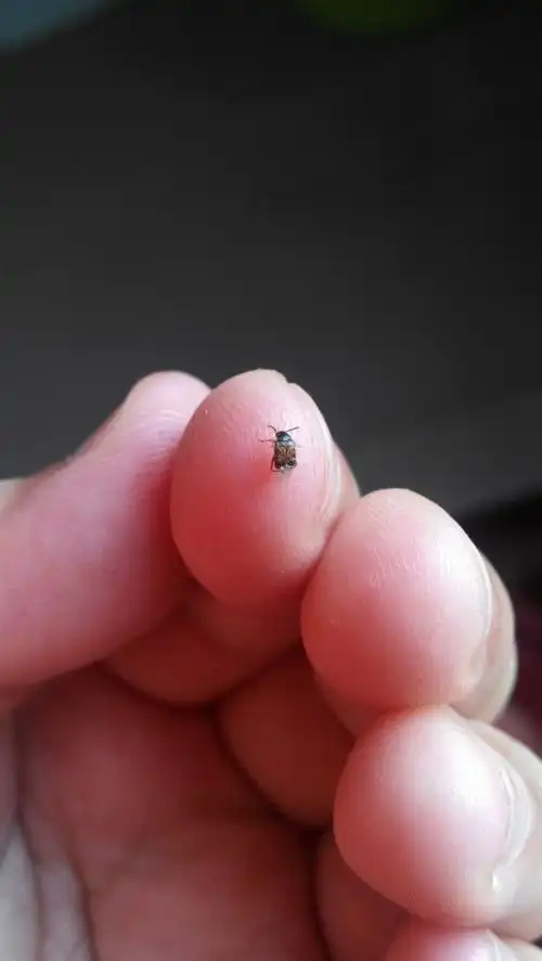 这是什么虫子,会飞, 家里突然之间有很多这种虫子,麻烦各位了,谢谢!