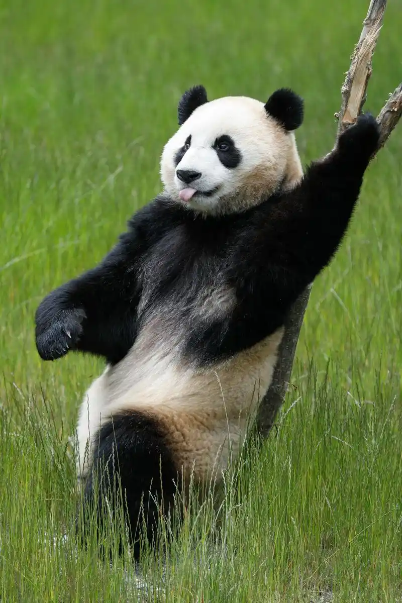 九寨沟大熊猫园开园啦!4只滚滚好可爱