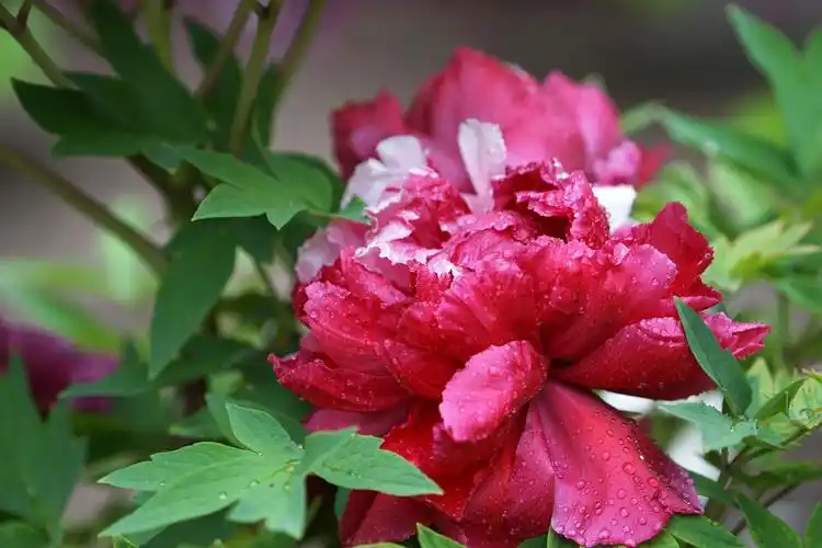 故宫赏花之牡丹花(6)