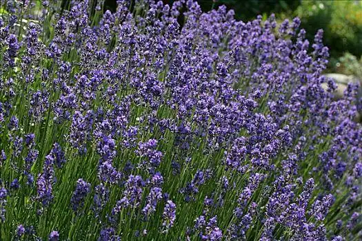 花,英国,薰衣草,培育品种,狭叶熏衣草