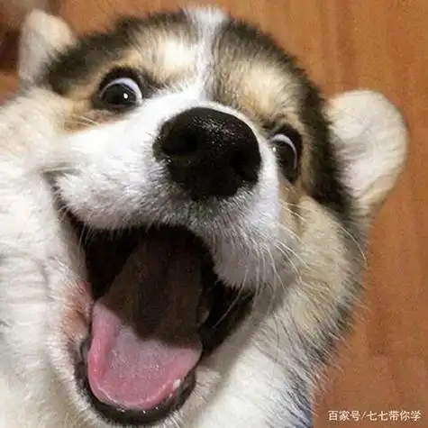 搞笑头像图片逗比小狗 - 唯美微信头像!