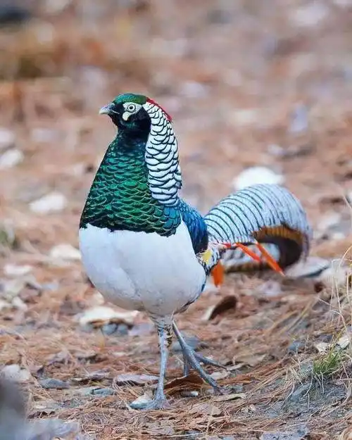 山鸡,野鸡,石鸡你能区分它们吗