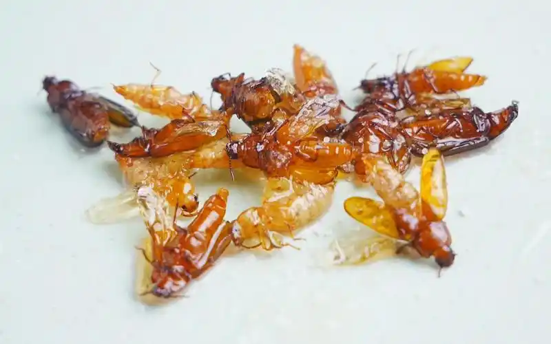 油炸面包虫成虫感觉要比幼虫香脆10000倍