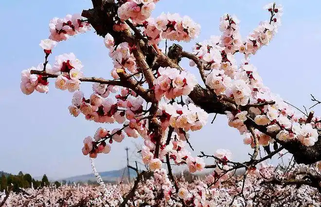 杏林春暖指什么