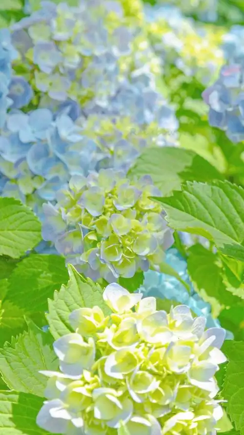 绣球花清新淡雅迷人微距摄影