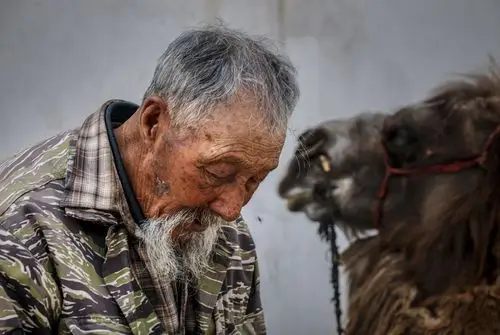 景区内拉骆驼的老汉,满脸沧桑刻录生活的艰辛.