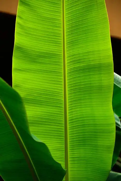 芭蕉叶
