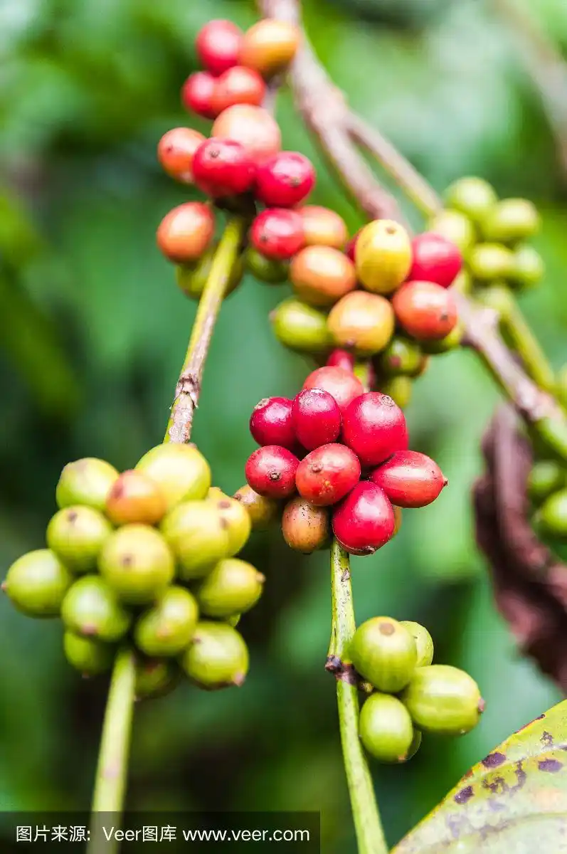 植物上的咖啡豆