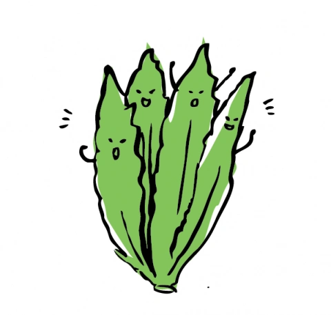 新界有机油麦菜