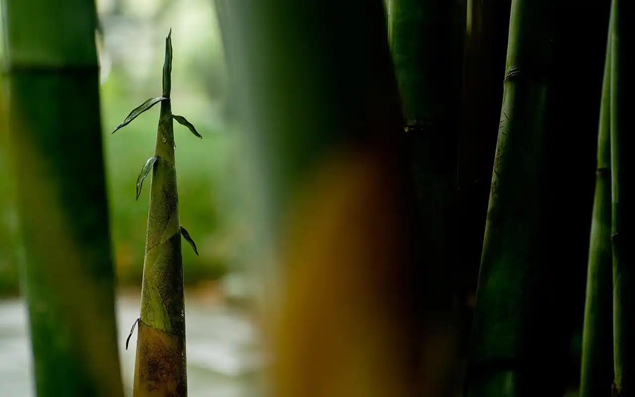唯美绿色护眼竹林高清桌面壁纸