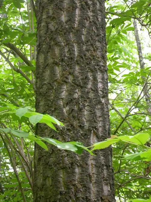 日月峡本草拾零:黄柏