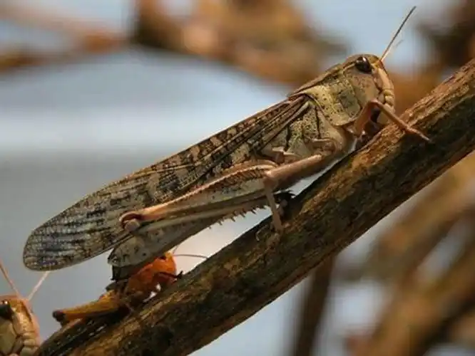 p>亚洲飞蝗(学名:locusta migratoria l.