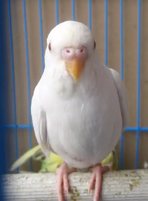 求高手帮忙看一下这四只鹦鹉的类别和性别,卖家说黄色的三只是云斑,请