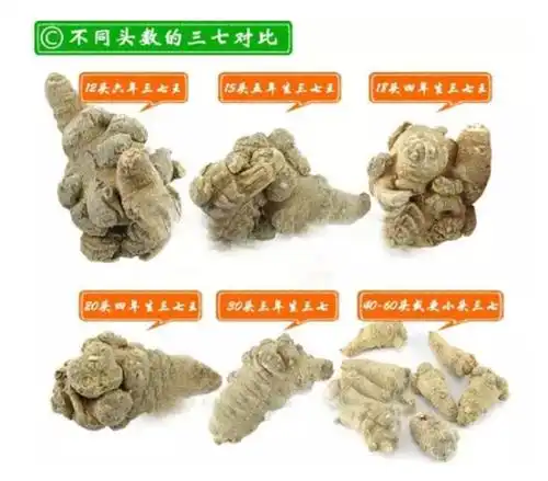 三七越重越好并不是越大越好