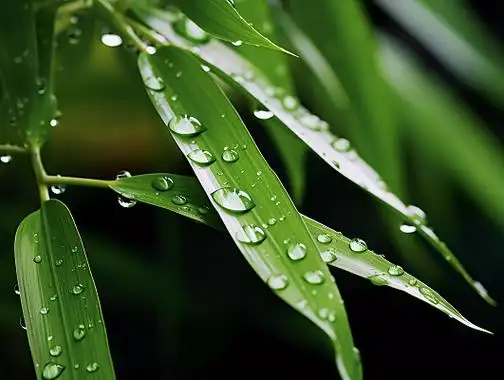 竹叶上的水滴枝繁叶茂的竹林竹子竹叶清新绿色风景