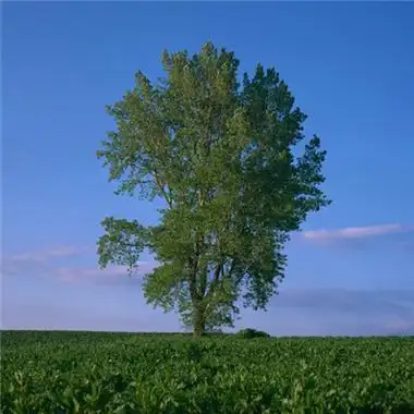 高清有意境孤独的树图片唯美头像(24张)