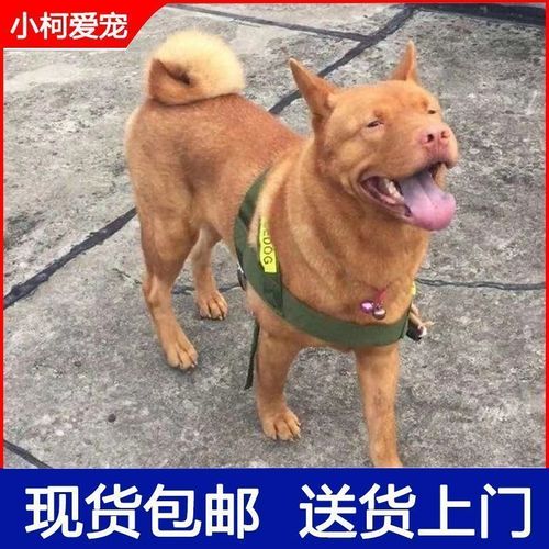 潮汕五红犬五黑犬活物幼犬虎头狗狗虎斑红色土狗土猎犬中华田园犬