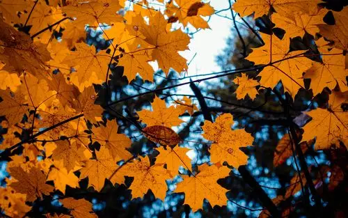 首页 自然与风景 叶子 黄色的枫叶,树枝,秋天 壁纸 下载 2880x1800