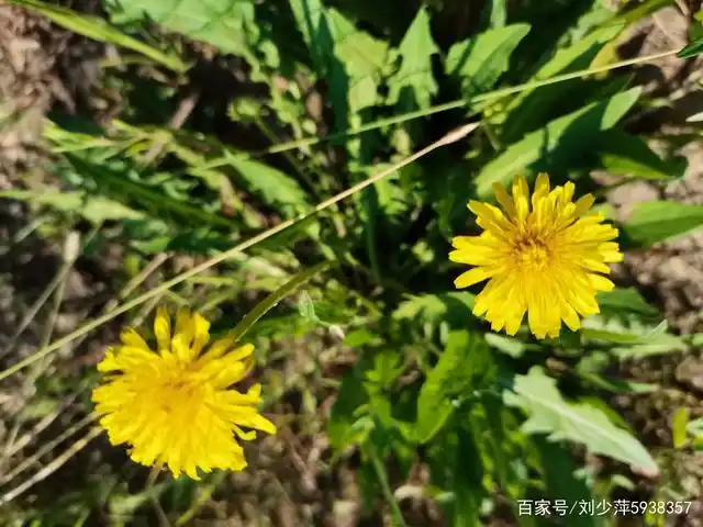 游内蒙古满洲里市(月牙湖)风景区